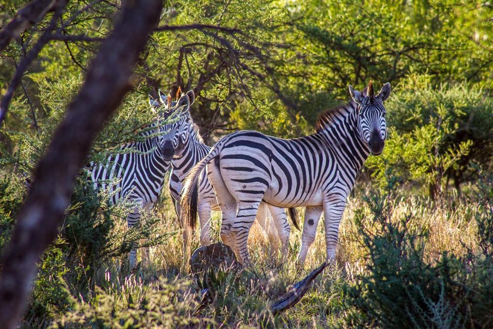 Big Valley Game Lodge Lobatse Екстер'єр фото