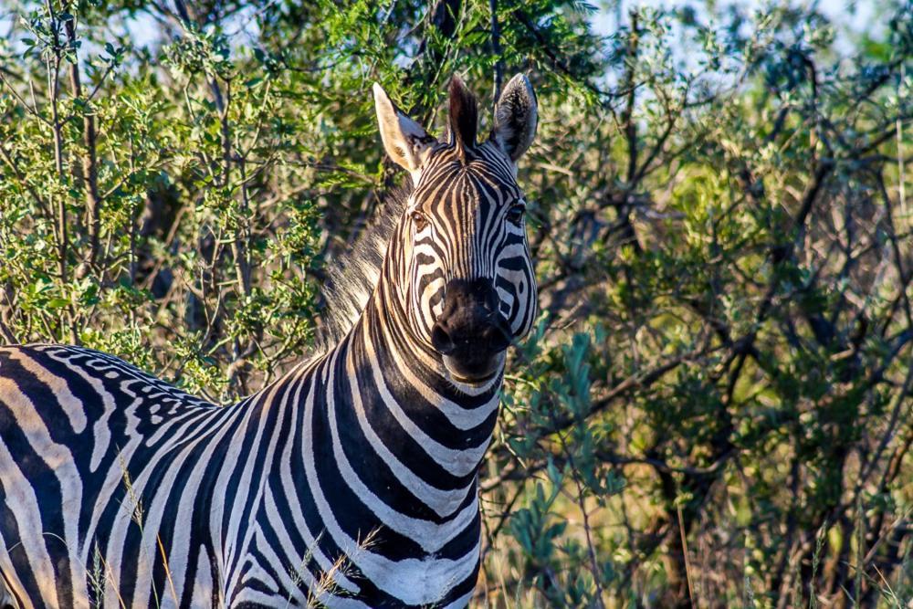 Big Valley Game Lodge Lobatse Екстер'єр фото