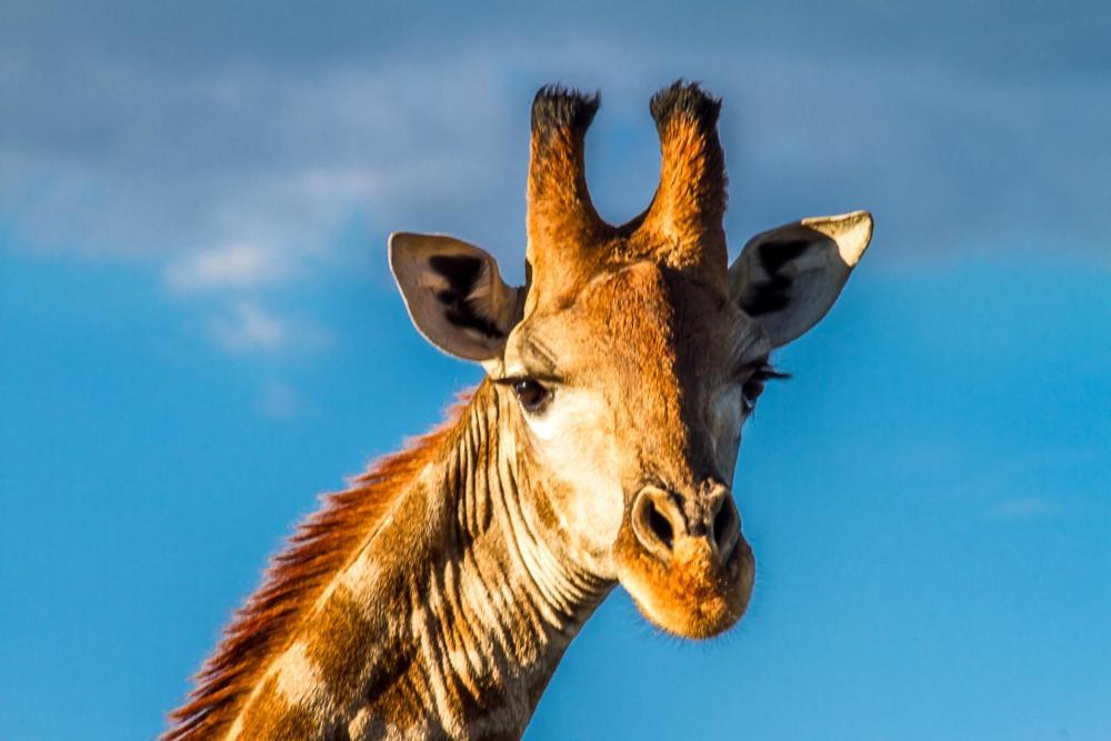 Big Valley Game Lodge Lobatse Екстер'єр фото