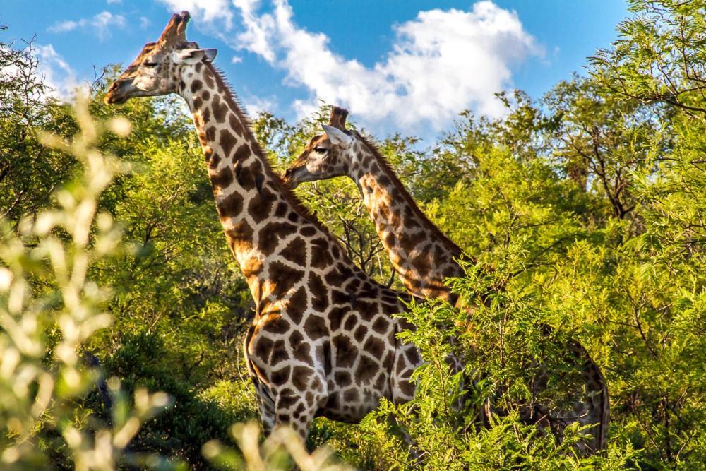 Big Valley Game Lodge Lobatse Екстер'єр фото
